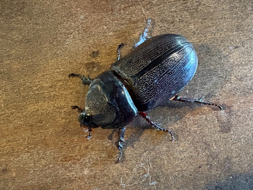 ด้วงแรดมะพร้าว · Coconut Rhinoceros Beetle · Oryctes rhinoceros