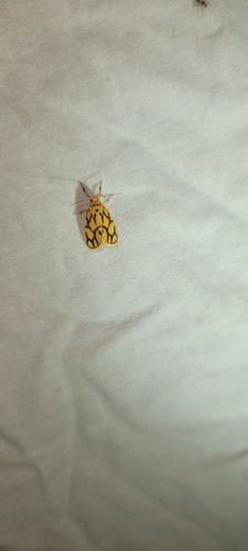 Miltochrista conjunctana