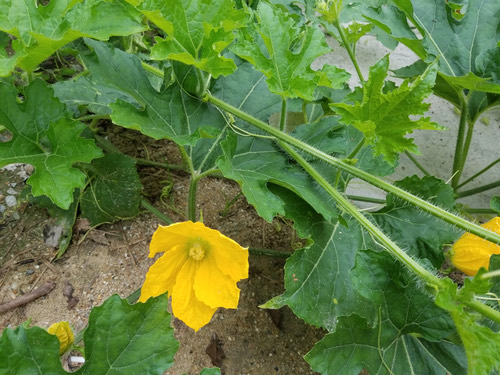 ฟักเขียว · Winter Melon · Benincasa hispida