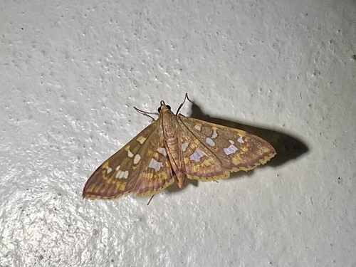 Ischnurges gratiosalis