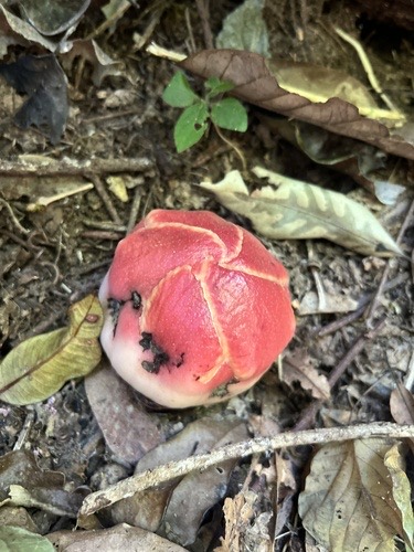 กระโถนพระฤาษี · Himalayan sapria · Sapria himalayana