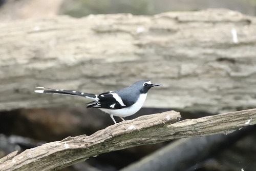 นกกางเขนน้ำหลังเทา · Slaty-backed Forktail · Enicurus schistaceus