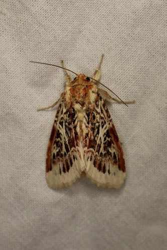 Lily Caterpillar Moth · Spodoptera picta
