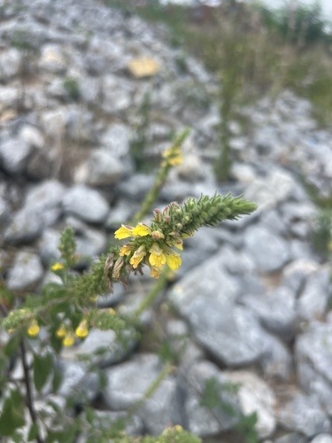หญ้าน้ำดับไฟ · Lindenbergia philippensis