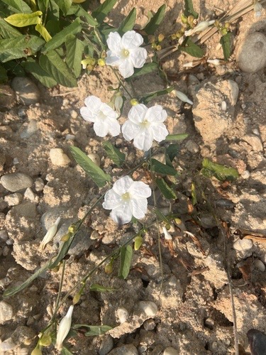 เถาดอกบานตูม · Camonea pilosa