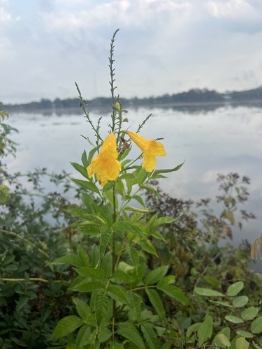 ทองอุไร · yellow trumpet flower · Tecoma stans
