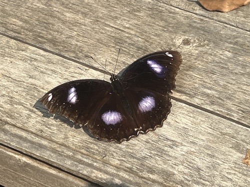 ผีเสื้อปีกไข่ใหญ่ · Great Eggfly · Hypolimnas bolina