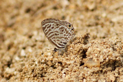 ผีเสื้อฟ้าลาย · Zebra Blue · Leptotes plinius