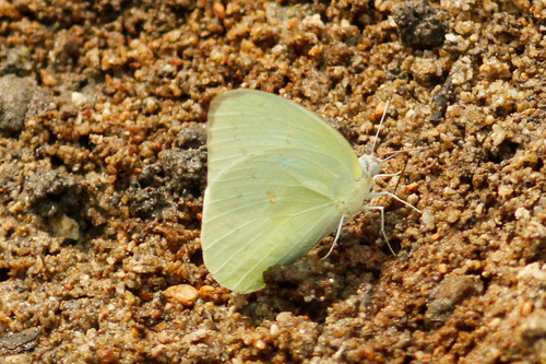 ผีเสื้อหนอนคูนธรรมดา · Lemon Migrant · Catopsilia pomona