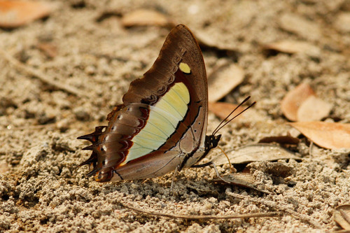 ผีเสื้อม้าเขียวธรรมดา · Common Nawab · Polyura athamas