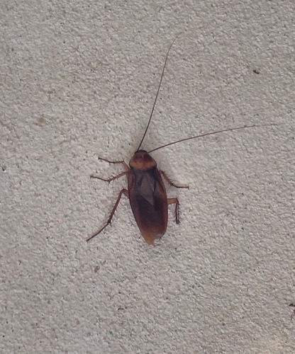 แมลงสาบอเมริกัน · American Cockroach · Periplaneta americana
