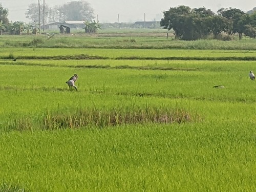 นกปากห่าง · Asian Openbill · Anastomus oscitans