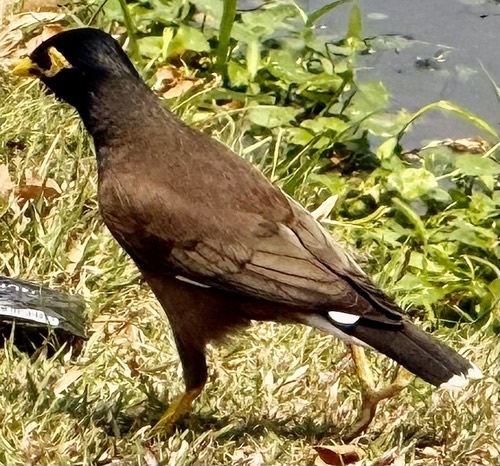 นกเอี้ยงสาริกา · Common Myna · Acridotheres tristis