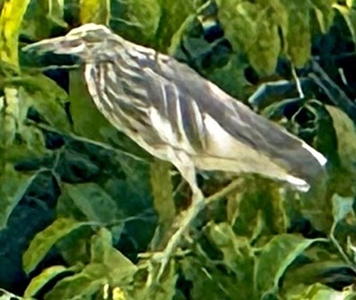 นกยางกรอกพันธุ์จีน · Chinese Pond-Heron · Ardeola bacchus