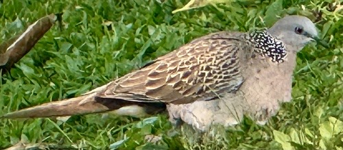 Spotted Dove (Southeast Asian) · Spilopelia chinensis tigrina