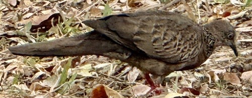 Spotted Dove (Southeast Asian) · Spilopelia chinensis tigrina