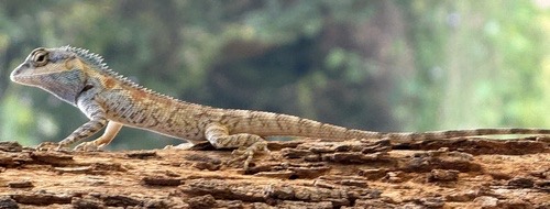 กิ้งก่าหัวสีฟ้า · Siamese Blue Crested Lizard · Calotes goetzi
