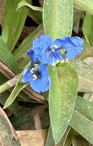 ผักปลาบใบแคบ · Scrambling Dayflower · Commelina diffusa