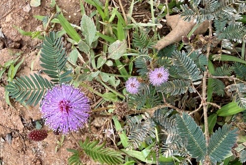 ไมยราบ · Sensitive Plant · Mimosa pudica