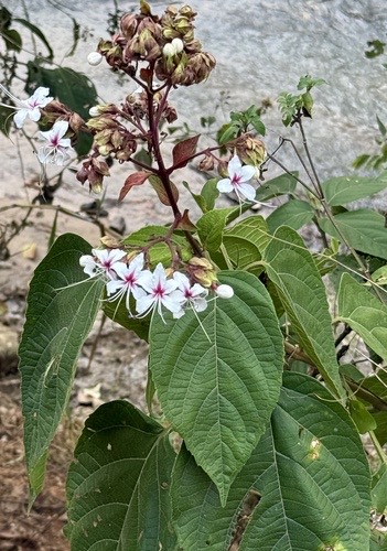 นางแย้มป่า · Hill glorybower · Clerodendrum infortunatum