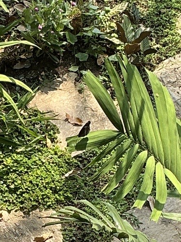 ผีเสื้อปีกไข่ใหญ่ · Great Eggfly · Hypolimnas bolina
