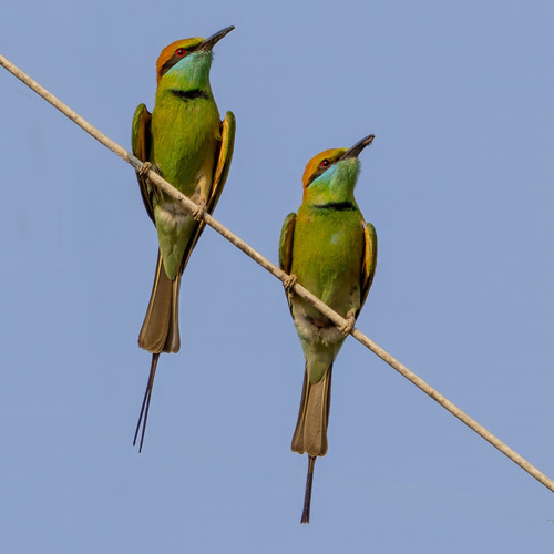 นกจาบคาเล็ก · Asian Green Bee-eater · Merops orientalis