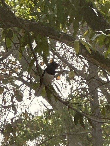 นกกางเขนบ้าน · Oriental Magpie-Robin · Copsychus saularis
