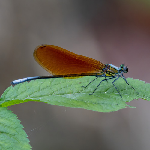 แมลงปอเข็มลำธารท้องขาว · Mnais andersoni