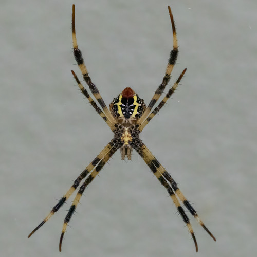 แมงมุมนุ่งซิ่นหลากสี แมงมุมนุ่งซิ่นใหญ่ ฯลฯ · Signature Spiders · Argiope versicolor