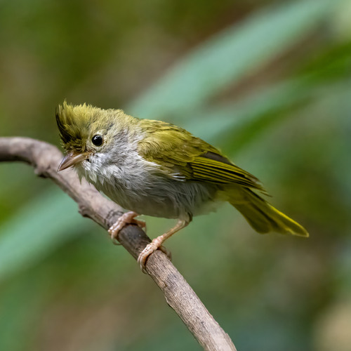 นกภูหงอนท้องขาว · White-bellied Erpornis · Erpornis zantholeuca