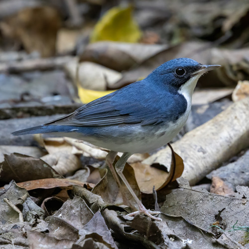 นกเขนน้อยไซบีเรีย · Siberian Blue Robin · Larvivora cyane