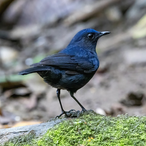 นกเขนสีฟ้าหางขาว · White-tailed Robin · Myiomela leucura
