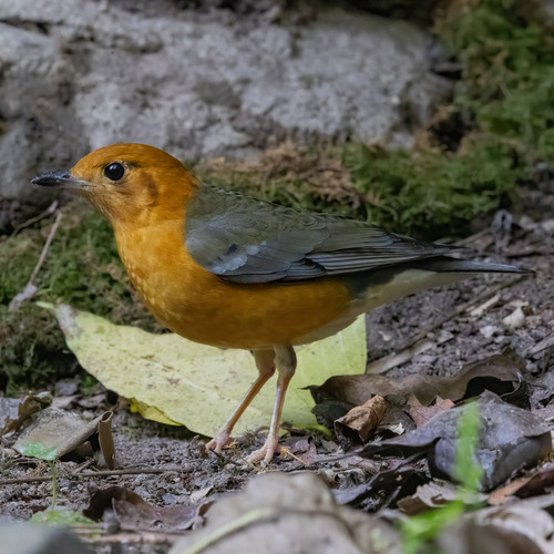 นกเดินดงหัวสีส้ม · Orange-headed Thrush · Geokichla citrina