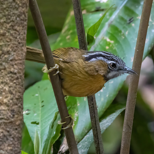 นกกินแมลงคอเทา · Grey-throated Babbler · Stachyris nigriceps