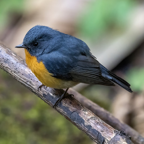 นกจับแมลงหลังสีเทา · Slaty-backed Flycatcher · Ficedula erithacus