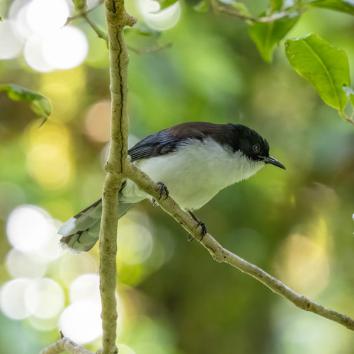 นกหางรำดำ · Black-backed Sibia · Heterophasia melanoleuca
