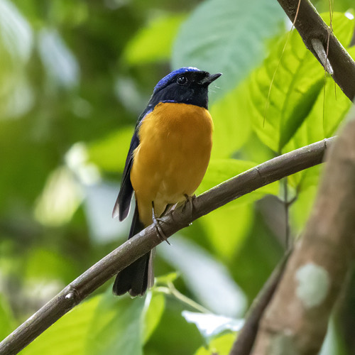 นกนิลตวาท้องสีส้มคอดำ · Rufous-bellied Niltava · Niltava sundara