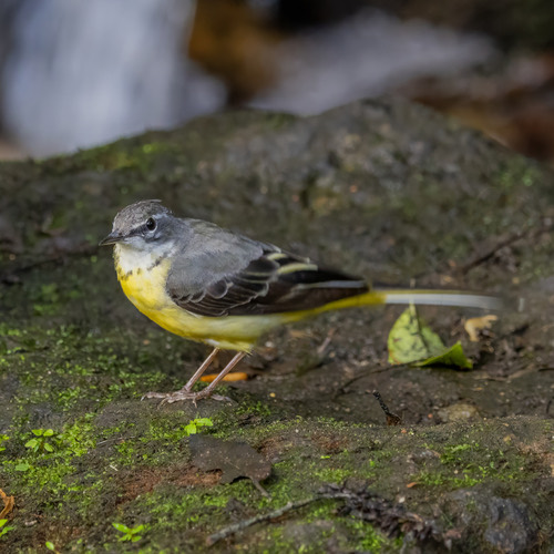 นกเด้าลมหลังเทา · Grey Wagtail · Motacilla cinerea