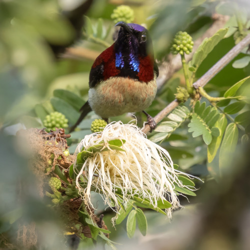 นกกินปลีหางยาวคอดำ · Black-throated Sunbird · Aethopyga saturata