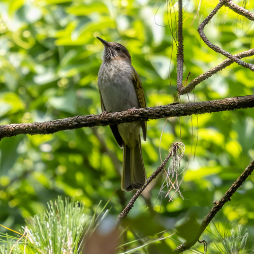 นกปรอดภูเขา · Mountain Bulbul · Ixos mcclellandii