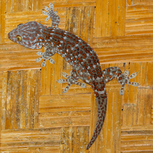 ตุ๊กแกบ้าน · Tokay Gecko · Gekko gecko