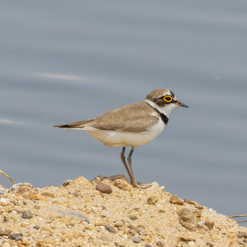 นกหัวโตเล็กขาเหลือง · Little Ringed Plover · Thinornis dubius
