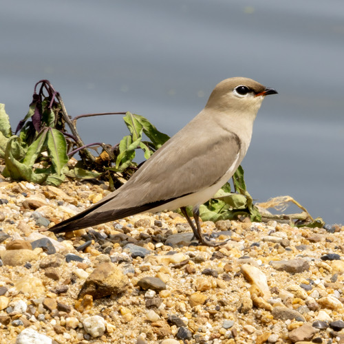นกแอ่นทุ่งเล็ก · Small Pratincole · Glareola lactea