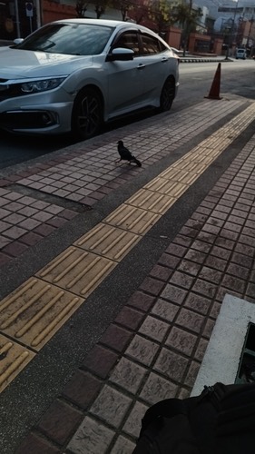 นกพิราบป่าปละ · Feral Pigeon · Columba livia domestica