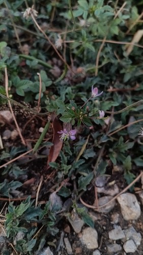 ผักเสี้ยนขน · Purple Cleome · Cleome rutidosperma