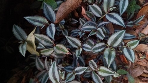ก้ามปูหลุด · zebra plant · Tradescantia zebrina