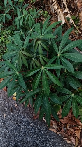 มันสำปะหลัง · Cassava · Manihot esculenta