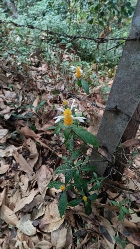 เหลืองคีรีบูน · golden shrimp plant · Pachystachys lutea