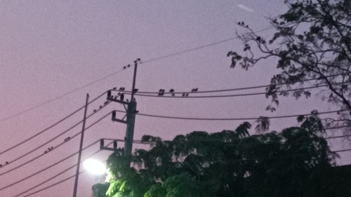 นกเอี้ยงหงอน · Great Myna · Acridotheres grandis