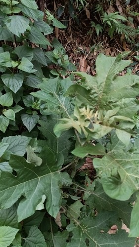 มะเขือพวง · Turkey Berry · Solanum torvum